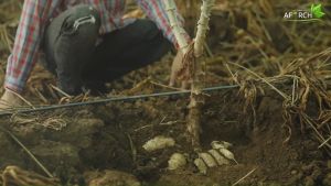 ของแท้ 100% เอฟอช เพิ่มน้ำหนักผลใหญ่ ขั้วเหนียว รสชาติดี ชุดใหญ่ เอฟอชสารจับใบ 1 ลิตร + ปุ๋ยน้ำซีโฟ 1 ลิตร Aforch สารจับใบดูดซึมเร็ว