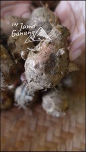 Biang Kunyit 250gr atau Empu Kunir Segar - Bahan Jamu Organik