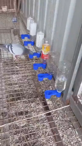 10PCS Automatic Bird Water Drinker Chicken Water Feeder Poultry Drinking Cups For Birds Parrots And Other Animals