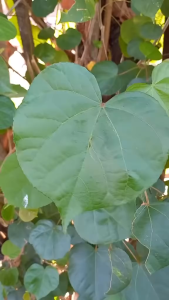 Daun Waru Segar 500 gram / Daun Waru Segar 250 gram Herbal Alami