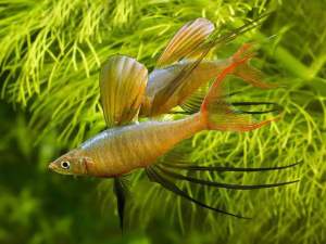 Threadfin Rainbowfish (Iriatherina werneri) Freshwater Decorative Fish Nano Planted Tank Aquarium