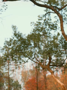 Dog kennel dog house universal for all seasons sun protection and rain protection indoor and outdoor winter warmth small medium and large dog outdoor dog house with door windproof