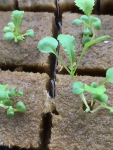 1.5" Grodan Rockwool Cubes for Seed Starter (100/200 PCS  Hydroponic Plugs) + The Hydroponic City Stakes RockWool Starter Plugs Hydroponic Grow Media High Porosity Garden Planting  No Soil Seedling