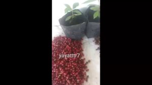 (25 biji) benih biji daun salam bumbu masak