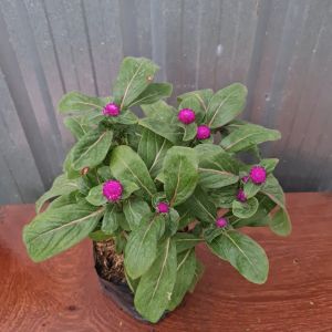 ต้นบานไม่รู้โรย ดอกสีม่วง ส่งพร้อมถุงดำ 5.5 นิ้ว