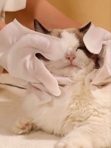 Disposable Cleaning Gloves Pet Cat & Dog RINSE-FREE | Sarung Tangan Pembersih Haiwan Kucing Mandi Tanpa AIR | 猫咪狗狗干洗澡免洗手套湿巾宠物湿巾