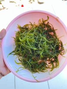 Bakso ikan rumput laut