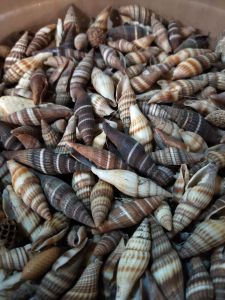 Cangkang kerang - kerang pancing - kerang aksesoris - bahan kerajinan tangan