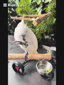 Parrot food Bird food freeze dried vegetables chili pepper feed diet cockatiel lovebird freeze dried vegetables meal diet cockatiel lovebirds conures