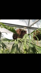 กระเช้า กล้วย ไม้ 10 นิ้ว พร้อม ลวด แขวน เฟิร์นสีดา เฟิร์นสไบนาง กระถาง แบน ไม้สัก เฟิร์นสีดา