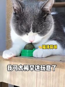 กัญชาบอล แคทนิปแมวเลีย ของเล่นแมวเลีย ติดกำแพงบอลแมวเลียขนมแมวเลีย
