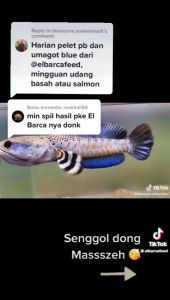 PAKAN IKAN CHANNA PULCHRA (Push Sirip Fin Ekor Biru Yellow Spot Full Dot) + Sticker Channa Gratis