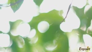 100pcs Fruit Cover Jaring Net Transparan Pembungkus Buah Anggur Brongsong Kelengkeng Jambu Mangga Klengkeng