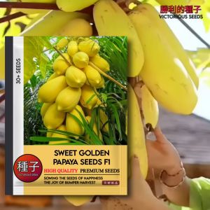 1 Pak (30 Butir) Benih Pepaya Kuning Golden Sweet F1 Original import / Bibit pepaya kuning Asli