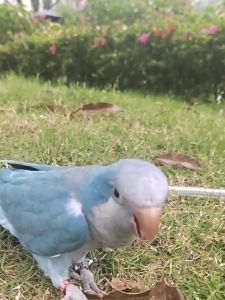 สายจูงนกแก้ว ยาว 3 เมตร นกแก้ว สำหรับการผสมห่วงขานก สายคล้องขานก สายจูงนกแบบยืด สายยืดคล้องขานก พร้อม 3 เมตร