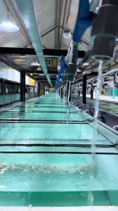 ZERO SHOCK Giúp Cá Giảm Căng Thẳng Tăng Cường Đề Kháng Chống Sốc Hiệu Quả-vi sinh lọc hồ cá