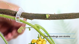 [HCM] 100 Chiếc Vườn Cây Cố Định Kẹp Cây Vườn Hoa Bó Nhánh Kẹp -Joyee