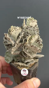 พายสวรรค์ Kalanchoe rhombopilosa ไม้อวบน้ำ กุหลาบหิน Cactus&Succulent