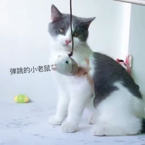 Mainan Kucing Murah Cat Toy Cat Teaser Cat Ball Mainan Tikus Cat Mouse Toy Mainan Kucing Ikan Catnip 猫玩具逗猫棒