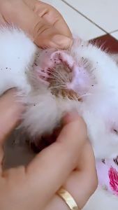 Lumipet Tetes Telinga Pembersih & Penghilang Infeksi Radang Gatal dan Bau Tidak Sedap Kuping Kucing dan Anjing