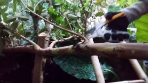 NO LIMIT KNIFEZER Gunting Taman Ranting Super Tajam Serbaguna Garden Pruning Shear Scissors 25mm