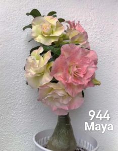 Adenium Kemboja Bonsai ID Maya/富贵花/玛雅