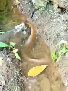 คีมจับงูสแตนเลส ยาว1.5 ม. การจับกุมอย่างปลอดภัย ไม้จับงู คีมจับงู จับงู พร้อมตัวล็อคนิรภัย พับได้