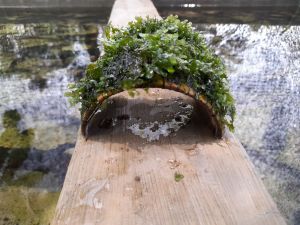 mos peliya ager medya batok kelapa tanaman aquascape