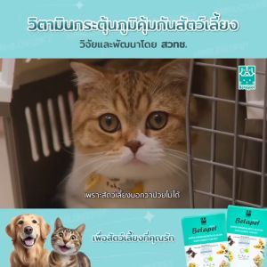 Betapet เบต้ากลูแคน สำหรับสัตว์เลี้ยง สุนัข แมว วิจัยโดย สวทช. สำหรับดูเเลระบบทางเดินอาหารสัตว์เลี้ยง วิจัยและพัฒนาโดย สวทช