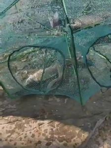 ตาข่ายดักปลา 6/8/10/16 ช่อง ที่ดักกุ้งฝอย มุ้งดักปลา มุ้งดักกุ้ง พับเก็บได้ กระชังดักปลา อาหารปลา