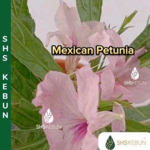 Pokok bunga Rulia Mexican Petunia Ruellia purple pink simplex 翠芦莉 芦莉草 SHS Kebun