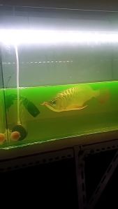 Obat Ikan Acriflavine Pomate Anti Chlorine Kalsum Permangat Vitamin Ikan Penjernih Air Cair 100 ml Antibiotik Virus Jamur Velvet White Spot Arwana Anti Biotik Penyakit HCL BPC