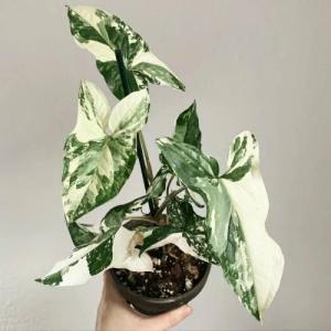 tanaman hias singonium variegata - variegata 3-4 daun - bibit singonium albo variegata