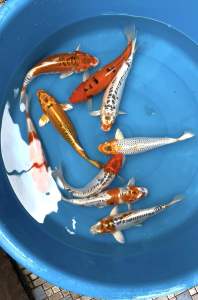 JAPAN KOI LOCAL BREED 10/11” HIGH GRADE 9pcs GOOD FORTUNE COMBO at RM1888 + FREE GIFTS + SHIPPING RM80 ( all koi super strong body )