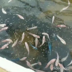 PELET MEM 300-500 Repack 100 gram kilogram Pellet Ikan 100gr 100gram