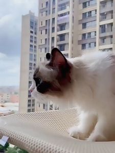 【KenCo】เปลแมวติดกระจก พับเก็บได้ รับน้ำหนักได้ถึง 20 kg ที่นอนแมว เปลแมวติดหน้าต่าง ติดกระจก