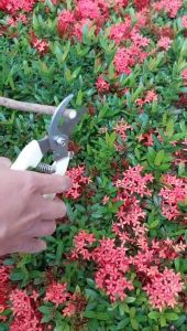 Kéo Cắt Tỉa Cây Cảnh AOHO Chất Liệu Thép Không Rỉ Siêu Sắc Bén ( mã 00 )