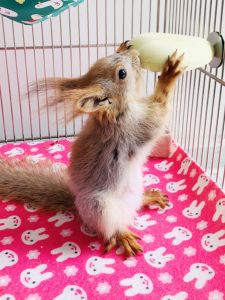 Fixed Tooth Grinding Stone for Chinchillas Rabbits And Squirrels Calcium Milk Stand Platform Pet Toys And Accessories