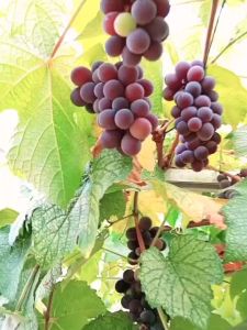 Bibit Anggur Lokal Isabella Manis Cepat Berbuah Green Plants