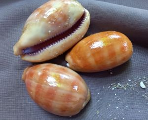 Cangkang Kerang Laut Cowries 100 gram