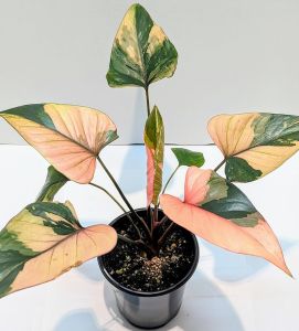 ต้นกล้าตัดใบเสน่ห์จันทร์ดำด่างชมพูหลากสีไม้เพาะชำขยายพันธุ์จากต้นด่างส่งแบบลำต้นตัดใบมีรากพร้อมปลูก