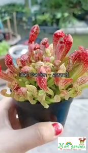 (ไม้กอพุ่ม-ส่งทั้งกระถาง 3 - 8 นิ้ว) ต้นซาราซิเนีย พันธุ์ สกาเล็ตเบล (Sarracenia x Scaret belle) ไม้กินแมลง ใบกระเปราะสวย ไม้ประดับแต่งสวย ชอบน้ำ+แดดจัด สีแดงสด เลี้ยงง่าย