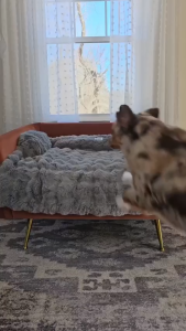 Dog Couch Bed for Dogs & Cats Washable Plush Dog Bed for Couch with Bolster Non-Slip Bottom Furniture Protector for Sofa Bed & Car Seat