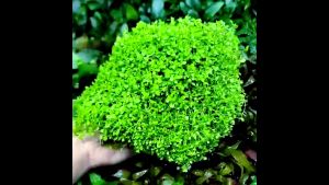 Cây Trân Châu Ngọc Trai (vỉ 10x10cm) - Lá Nước Ươm Không Đất | Cây Thuỷ Sinh Tiền Cảnh Cực Đẹp