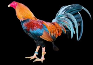 TRẠI GÀ THÀNH ĐÔNG LONG AN . TRỨNG GÀ GIỐNG LỚN KÝ  .10 TRỨNG GÀ NÒI ẤP NỞ CON GIỐNG . TẶNG THÊM 02 TRỨNG .