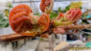 สารกระตุ้นตาดอก PGS2