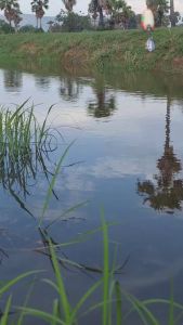 หนูลอยน้า(NEW) ขนาด3.5cm  กบยางเบ็ด1/0 ใบหลิว2ใบ กบยางหลังอ่อน กบยางหนังกลับ กบยางค่ายกบกระโดดเพชรบุรี