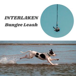 Bungee Dog Leash | Diving Foam Handle | Zinc Alloy Ring Hook| 1.2m