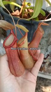 ต้นหม้อข้าวหม้อแกงลิง พันธุ์ N.Ventata (เวนตาต้า) (ส่งทั้งกระถาง 3 นิ้ว) ต้นถุงเงินถุงทอง ไม้กินแมลง ไม้ประดับ ไม้ตกแต่งสวน หม้อเรียกทรัพย์