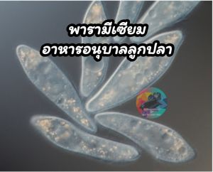 พารามีเซี่ยมอาหารอนุบาลลูกปลากัดลูกปลารอดเยอะ